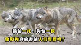 俗语“狼怕一托，狗怕一摸”，它们为什么要害怕？这是啥意思呢？