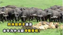 野牛是群体动物，为啥一只牛被攻击，其它牛冷眼旁观不上去帮忙？