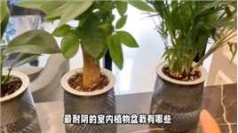 最耐阴的室内植物盆栽有哪些