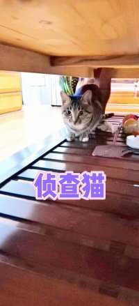 侦查猫……#陈虎虎