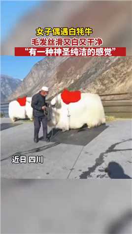 女子偶遇白耗牛