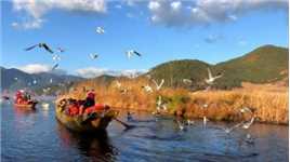 泸沽湖最美的季节，没有之一。 红嘴鸥已经回来了，你还没有来吗