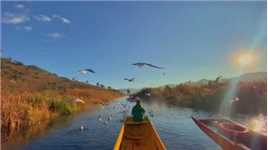 泸沽湖的红嘴鸥又如期而至。