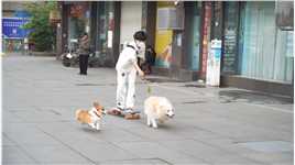 可以和你一起遛狗滑板吗#滑板