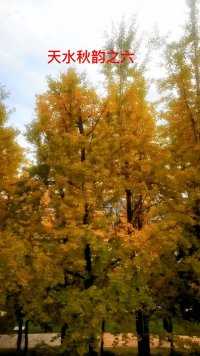 “银”为有你，三生有“杏”！银杏从来不负秋，又是一年黄叶飘！坐标：天水翠湖