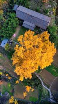 全真草堂千年雌雄银杏树，犹如披上黄金甲，惊艳了整个秋天，真的太美太美了！