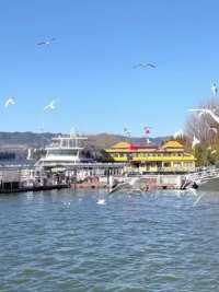 我们要见一面了，一起去看看滇池海鸥#跟着季节游中国 #昆明周边游