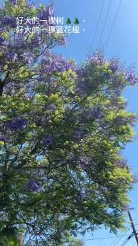 今天给小伙伴献上一颗树，一颗蓝花楹大树。一颗树抵上了一条街、一条蓝花楹街、一条圣塔克拉拉县的蓝花楹街。