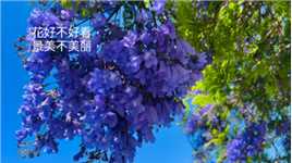 一棵大树、一棵蓝花楹大树可以抵上一条街、一条圣克拉拉县的蓝花楹街。