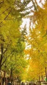 白果巷的银杏叶黄了，速来围观。#宜兴宜兴  #落叶知秋 #银杏叶