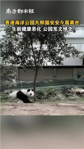 香港海洋公园大熊猫安安今晨离世 ，生前健康恶化，等同人类105岁