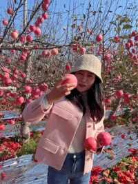 洛川苹果新鲜上市，口感脆甜，色泽红艳，原产地直发，喜欢的朋友不要错过！  
