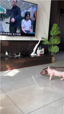 原来猪看电视也会入迷