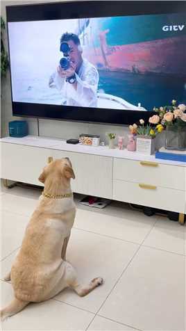  狗子看电视被吓惨了 ~