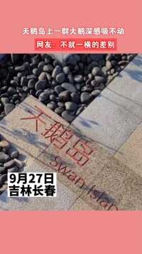 9月27日吉林，天鹅岛上一群大鹅深感吸不动#新闻