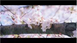 双塔公园樱花🌸