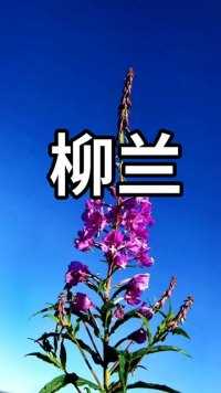 叶细如柳，花艳如兰，特别形象的名字，它叫柳兰，你认识吗？#植物科普