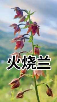 大叶火烧兰，你们认识吗？兰花是中国最古老的花卉之一，自古以来，已经成为一切美好事物的寄寓和象征。 #植物科普