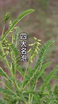 男人四大名泡，你知道吗#植物科普