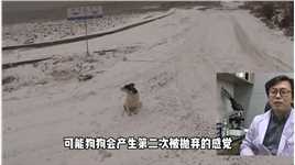 狗狗被主人恶意抛弃，而它却在冰天雪地中痴心等待_6#动物