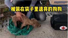 狗狗因生病被主人遗弃，它被装袋子里扔在垃圾堆_1#动物#宠物