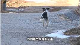 狗狗被主人恶意抛弃，而它却在冰天雪地中痴心等待_3#动物