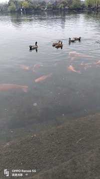 西湖美景三月天，鱼儿畅游鸳鸯欢。