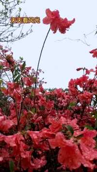 🍎早安🍎浙东山区高山悬崖边的映山红的美。#映山红 #大山里的原生态