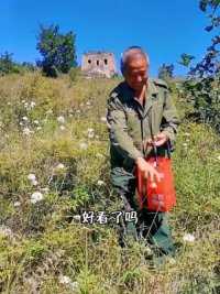 老伴儿安排的新任务#长城保护员 #我的乡村生活 #万里长城 #韭菜花酱