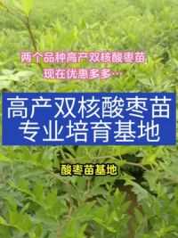 高产双核酸枣苗无需嫁接 现在活动中…#农业种植致富项目 #酸枣药用价值 #酸枣功效及价值 朋友们不点关注无法回复消息……