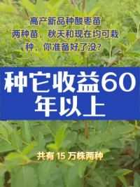 种它可收益60年以上 #农业种植 #科学种植 #枣树苗 #有付出就有收获