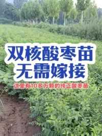 新品种双核酸枣种植基地 #中药材种植基地 #农业种植 #有付出就有收获 #酸枣苗