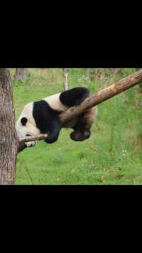 第一次见熊猫，简直是活泼俏皮可爱到爆炸💥