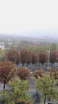 新疆的春天就是这么任性，
昨天花红柳绿，今天大雪纷飞。