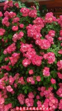济南赛石玫瑰园花儿盛开！五颜六色，炫丽无比！