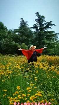 卧牛山地质公园金鸡菊花儿盛开，五颜六色，非常漂亮！花儿有专人养护，比较好看！喜欢看花的不要错过最美的季节！