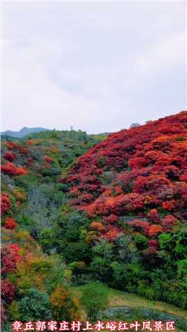 章丘文祖郭家庄村上水峪红叶风景区的红叶进入最佳观赏期，漫山遍野的红叶绽放出醉人的色彩！