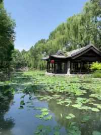 #北京 #公园散步随拍 潭西胜境终于又开放了。2022.06.02#鱼儿自由自在的水中游 #一起享受大自然的美
