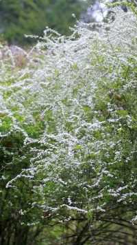 珍珠绣线菊，又叫喷雪花，雪柳，花开如大雪压枝，美丽无比