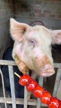 你猜猜猪猪吃冰糖葫芦吗？