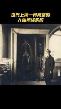 世界上第一具完整的人体神经系统，于1888年由德雷克塞尔大学2名医学生耗费5个月的时间慢慢解剖出来的。