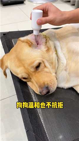 狗子经常挠耳朵，泪痕明显，那是在向你求助，一定要定期清理耳螨！