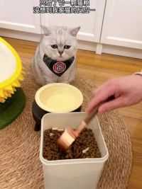 小猫咪到底犯了什么错啊 #我和我的猫 #吃货猫 #记录猫咪日常
