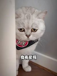 房子都没有的小猫咪怎么可以谈恋爱？