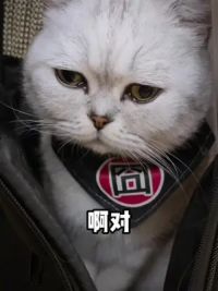 我不就去了趟猫咖，那咋了？日子不过了？