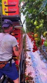 #荷兰工人采摘成熟的番茄
