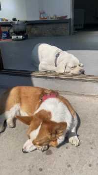 狗子回农村真的很舒服，中午晒晒太阳，非常惬意了#拉布拉多 #柯基#拉布拉多#宠物