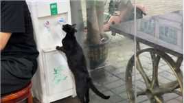 黑猫老板这么不讲卫生的嘛
你就不能用杯子接水喝吗🫣