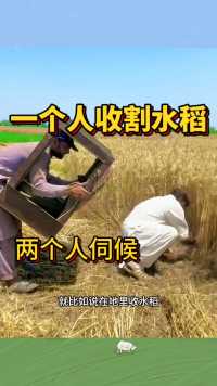 一个人收割水稻