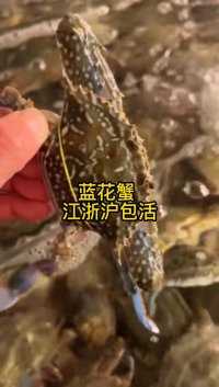 舟山东海海鲜 活的蓝花蟹 木屑打包发货 江浙沪包到活到